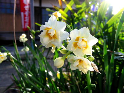 八重咲きの水仙